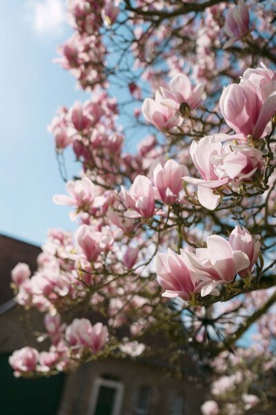 Magnolienzauber im Frühling: Eine Hochzeitsidee in Rosa